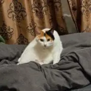 すがちゃん