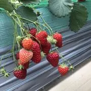 rishuの画像