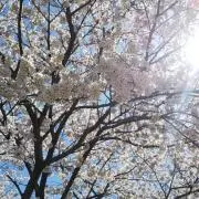 めぐみ