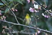 こ～ちゃん