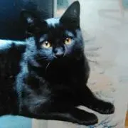 黒猫ιΩёの画像