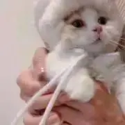 ぴの画像