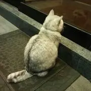 maumamuの画像