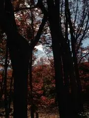 マズルの画像