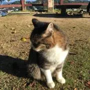 ふんどしの画像