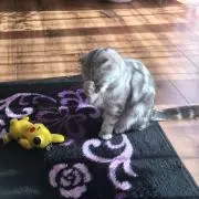 そん