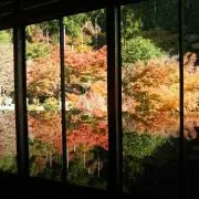 咲の画像