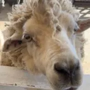 もりのこの画像