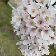 Hの画像