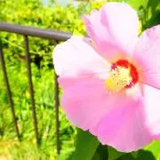 maha♡maha プロフ必読の画像
