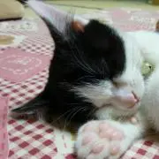 にゃんこの画像