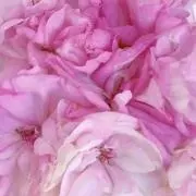 ちぃ♡garden*・の画像