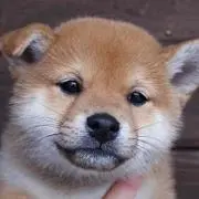ぶぅちん