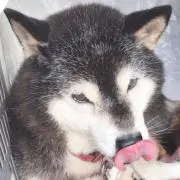 ゆみりんの画像