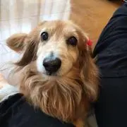 まこりんの画像