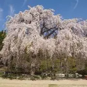 ヒナソラパパ