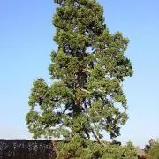 みどりの画像