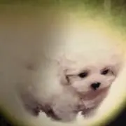 マルル