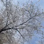 ぴよの画像
