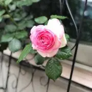 さおの画像