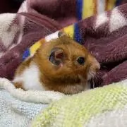 ハムスター飼育者