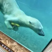 マブりん