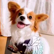 ゆめ吉さんの画像