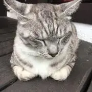 ねーこの画像
