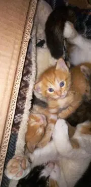 ♥はなこ♥梅雨時、発送、不定期♥の画像