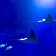 まあこ