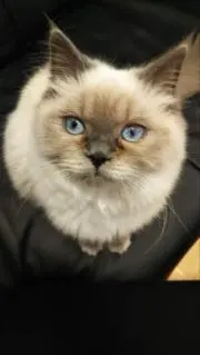 cocoa77の画像