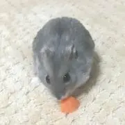 りんごの画像