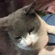 さやたま