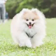 lzzの画像