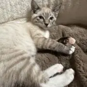 はるにゃんの画像