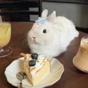 うさぎ