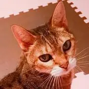Coco☆の画像