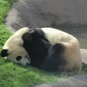 K´꒳`の画像
