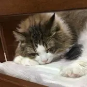SUZUの画像