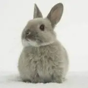 Noraの画像
