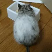 やまぐち