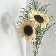 Mの画像
