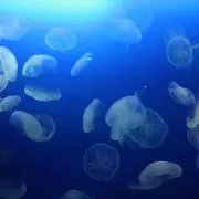 FJの画像