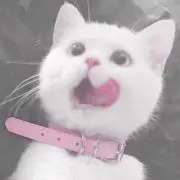きなこの画像