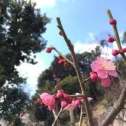 さくらの画像