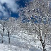 ゆきの画像