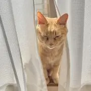 猫田