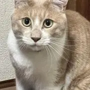 レオちゃんの画像