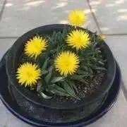 サンジソウの画像