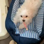 野良のハチワレの画像